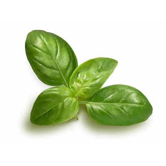 Parfum Basilic