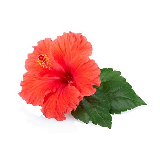 The Hibiscus Flower: Its Scientific Name and Distinctive Characteristics  Explained