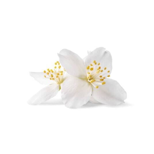 Parfum jasmin