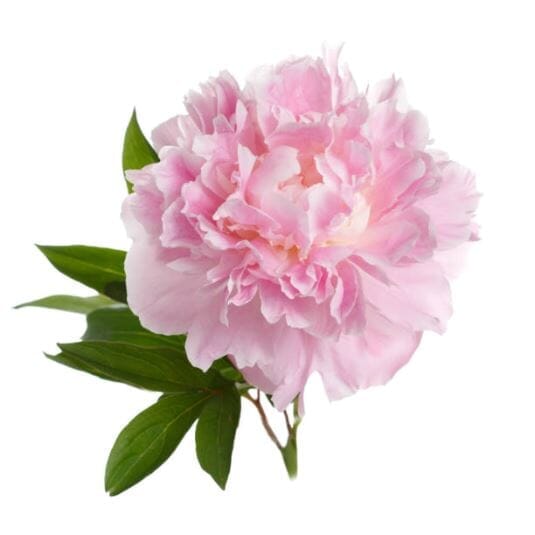 Parfum pivoine