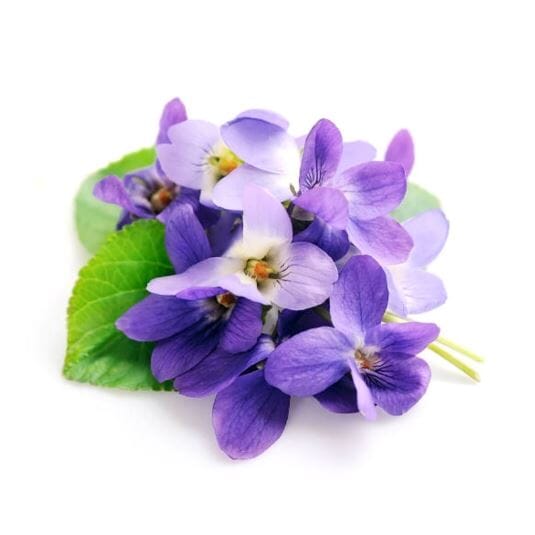 Parfum Violette