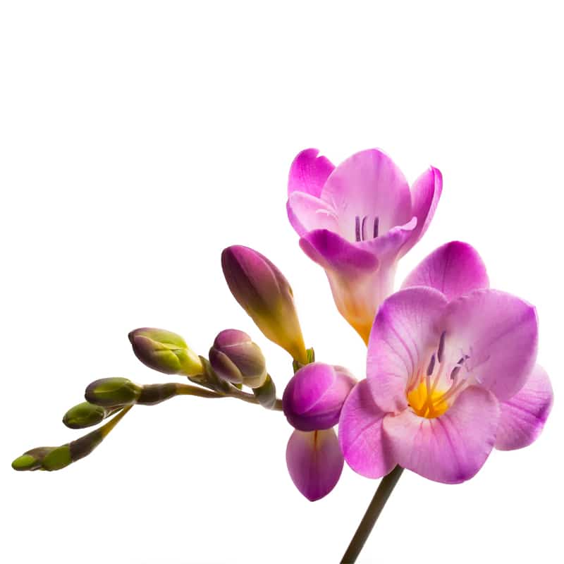 Parfum freesia