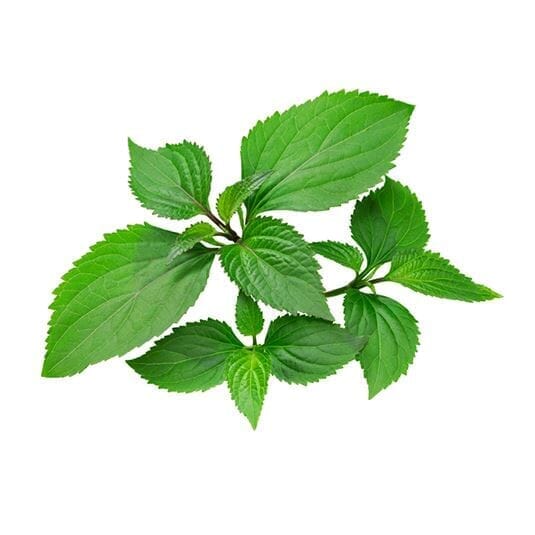 Parfum patchouli, fragrance hippie