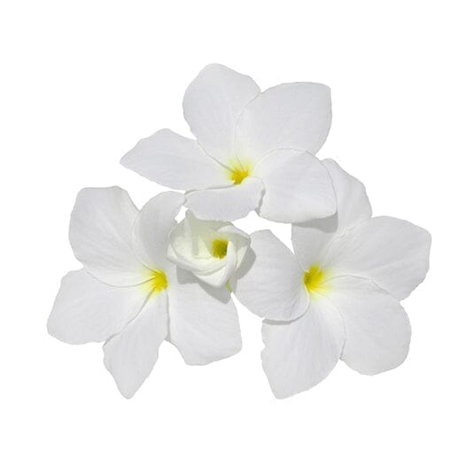 Parfum fleur de tiaré