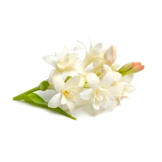 Parfum Tubéreuse