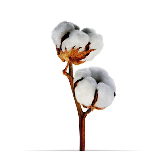 Parfum fleur de coton