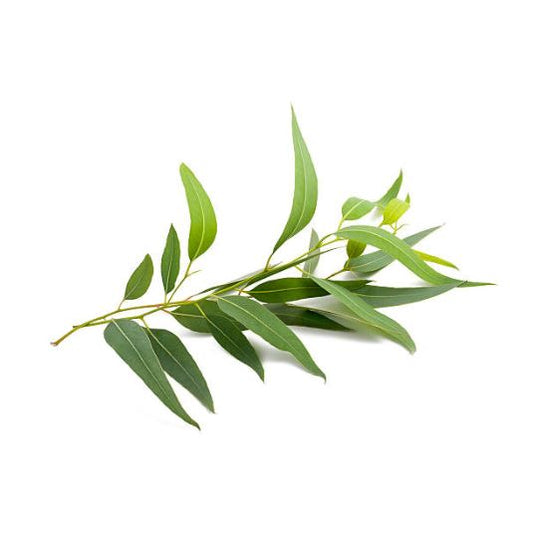 Parfum Eucalyptus