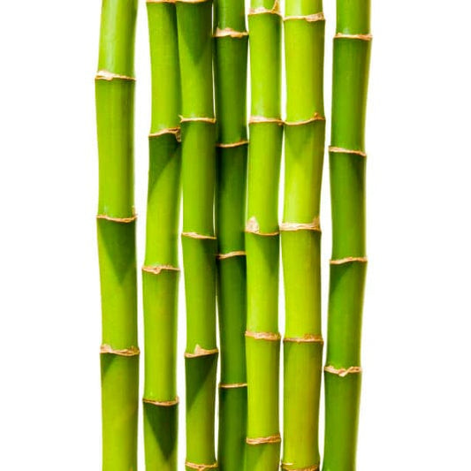 Parfum bambou