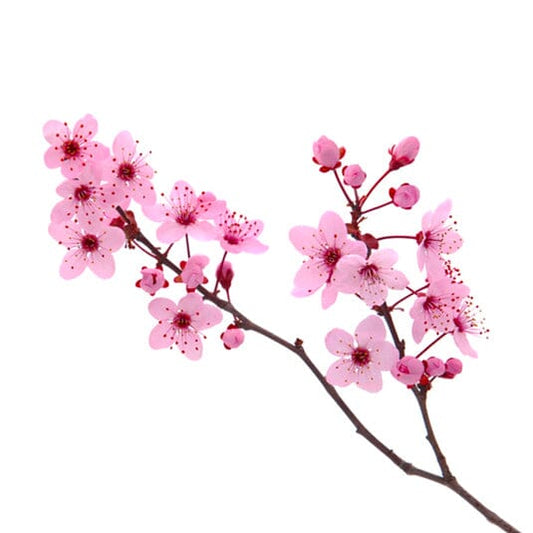 Parfum fleur de cerisier