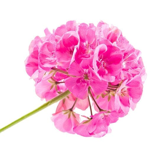 Geranium Perfume | Good Perfumer - Bon Parfumeur