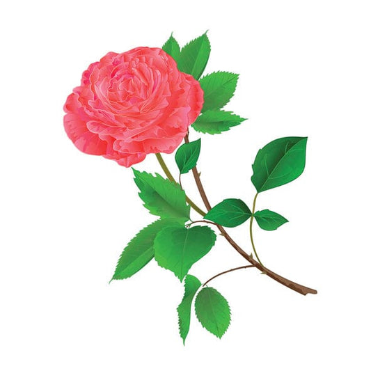 rose-centifolia