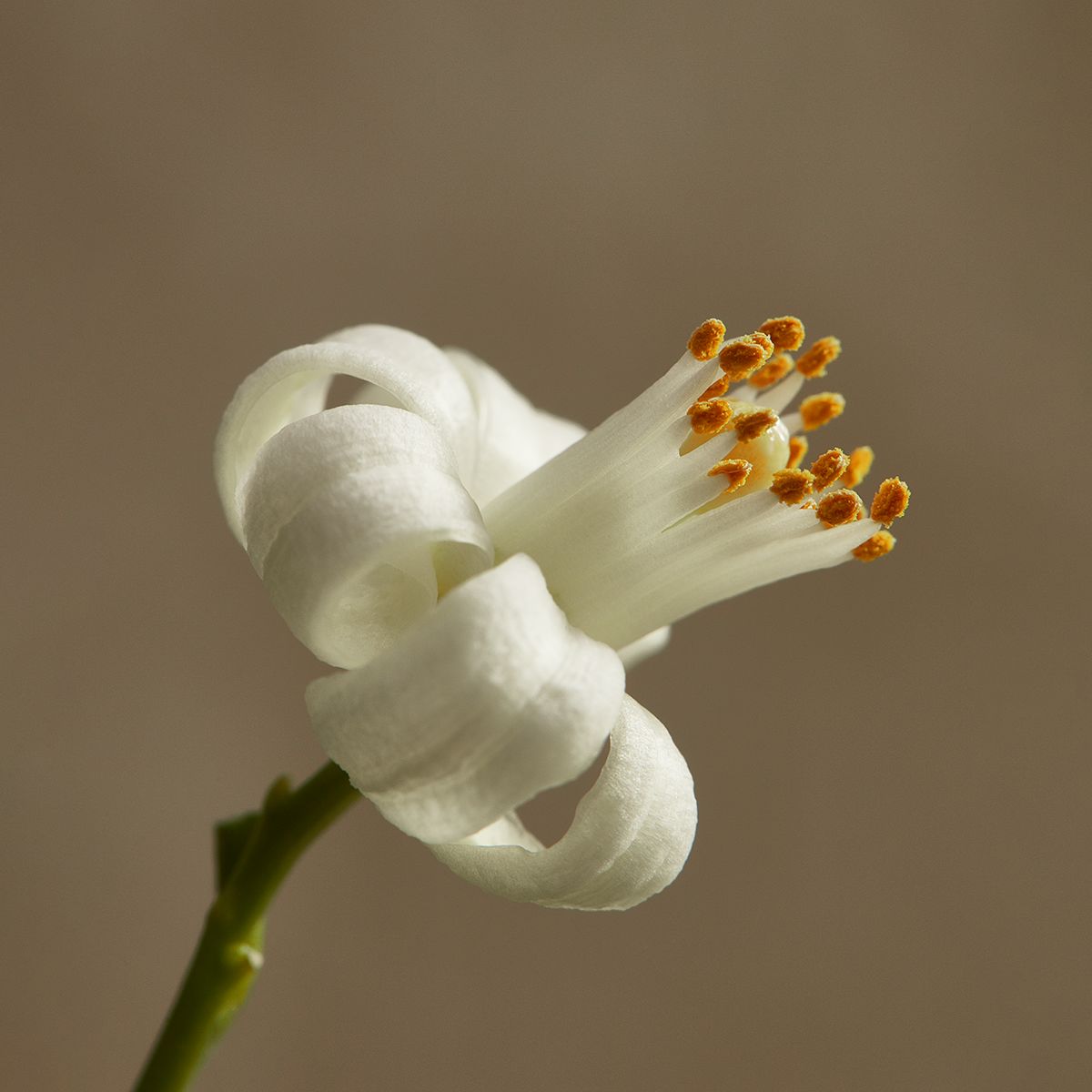 Parfum 002 - Floral Zesté - Jasmin, Néroli, Ambre Blanc Eau de parfum Bon Parfumeur 