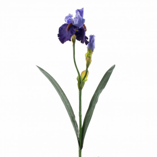 eau de parfum et eau de toilette fleur d'iris