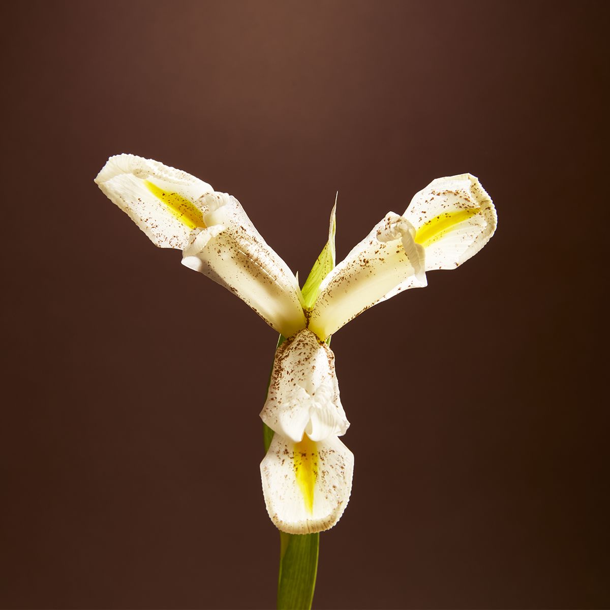 502 Iris Cartagena Eau de parfum Bon Parfumeur France 