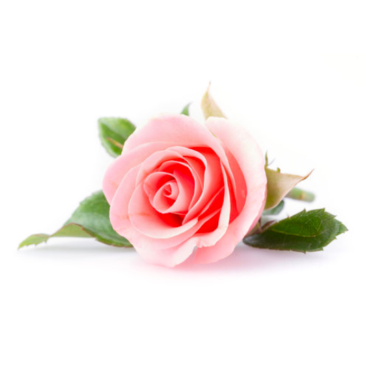 TooGet Fragrant Natural Pink Rose Buds Rose Petals India