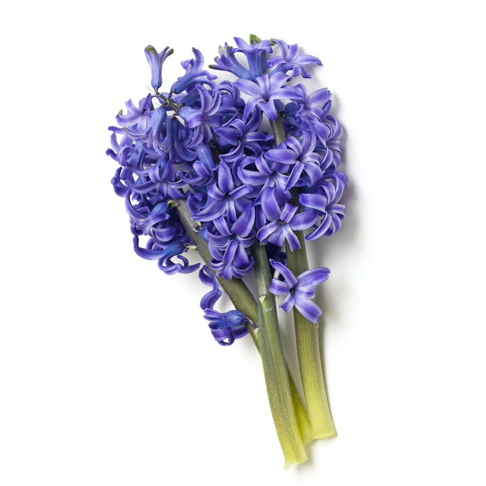 Hyacinth perfume hotsell